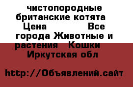 чистопородные британские котята › Цена ­ 10 000 - Все города Животные и растения » Кошки   . Иркутская обл.